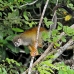 monkey_squirrel_common_la_h_0643_ecu2591.jpg